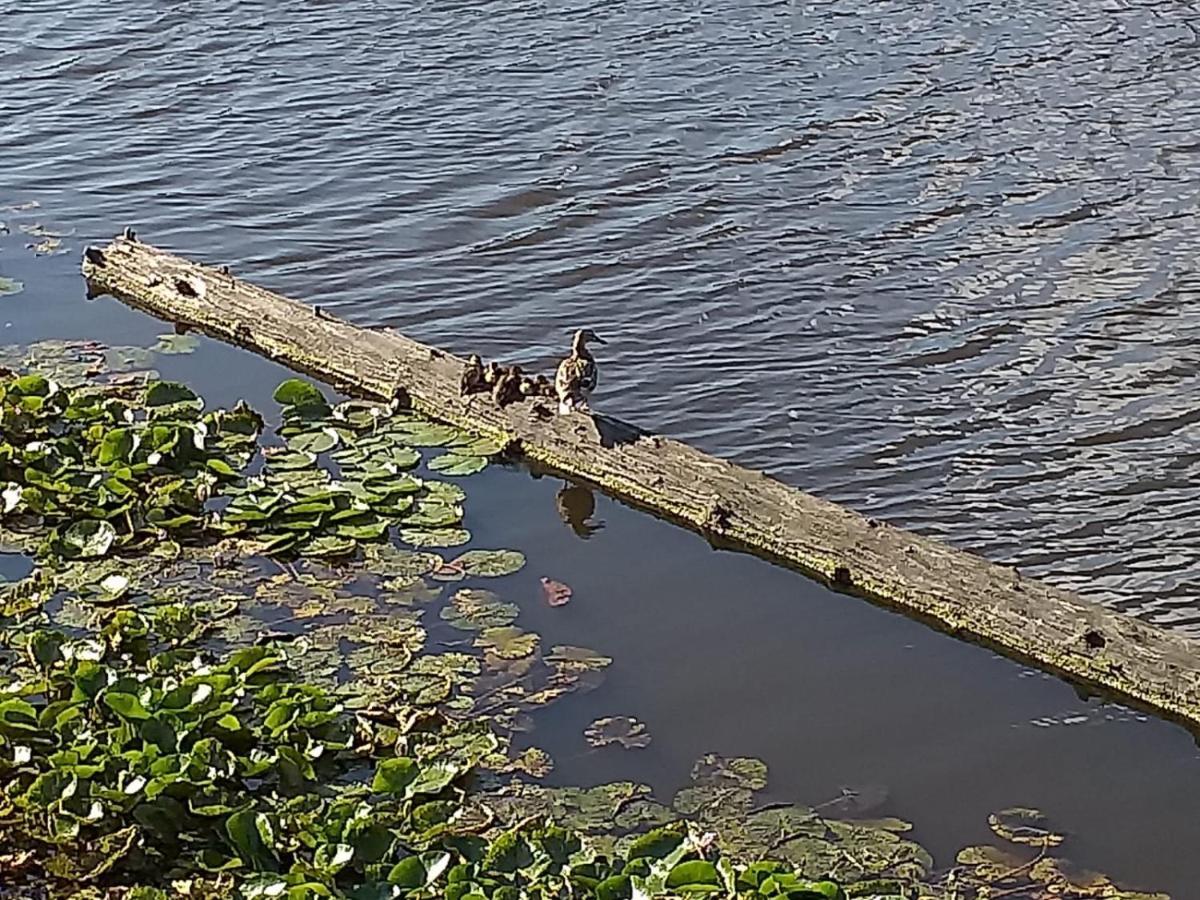 赞丹Huisje Aan Het Water, Omgeving Amsterdam别墅 外观 照片